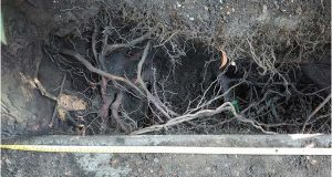airspade investigation of tree roots