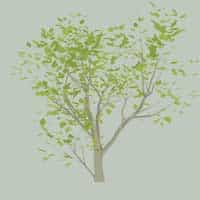Professional Services Tree Specialists
