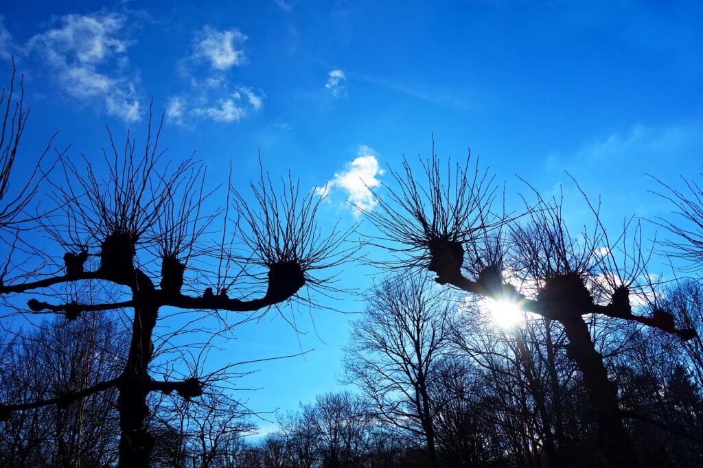 Effective Tree Management in 2023