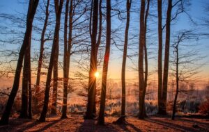 tree maintenance for autumn and winter