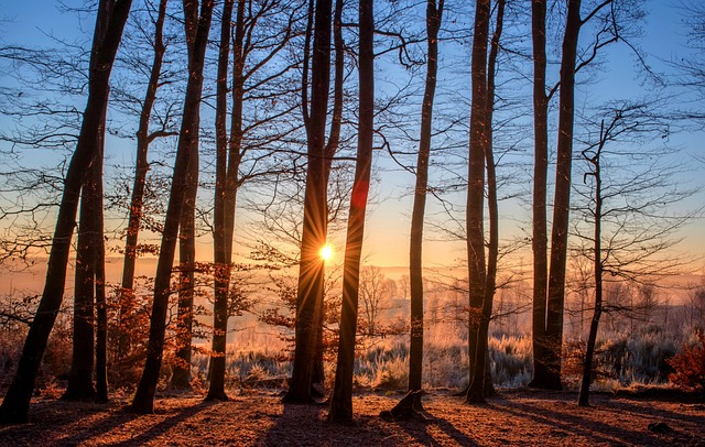 tree maintenance for autumn and winter